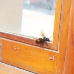 Jak chronić się przed owadami w mieszkaniu
