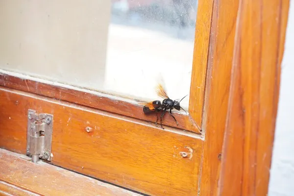 Jak chronić się przed owadami w mieszkaniu?